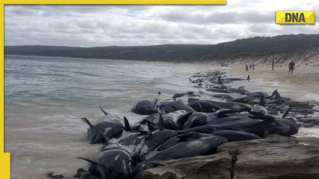 230 pilot whales beached in Australia's Tasmania, rescue operations underway - Vimarsana News