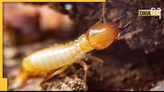 termite couple