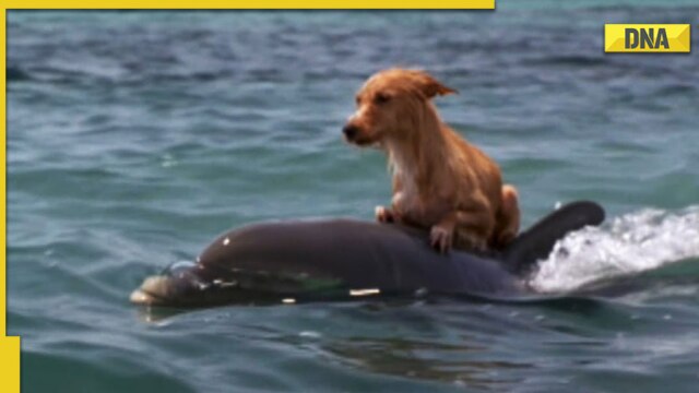 Dolphin saves dog from drowning in heartwarming viral video; Internet is in  tears