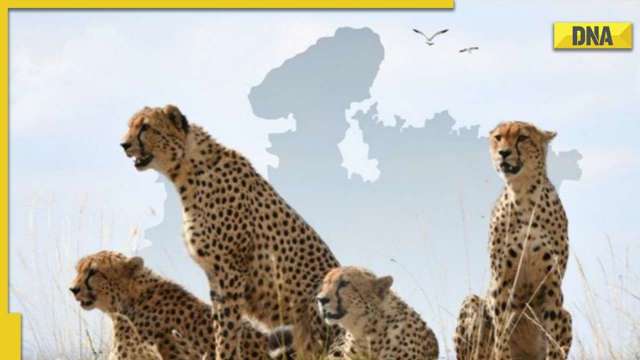 Kuno National Park: Center sets up 9-member taskforce to monitor cheetahs - Vimarsana News