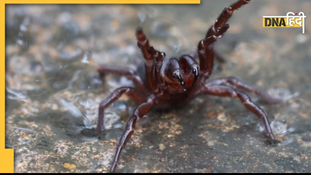 Australian funnel-web spider