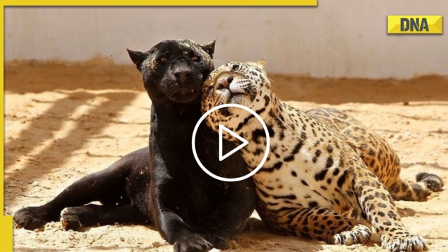 Jaguar cuddles with panther in adorable viral video, Internet reacts