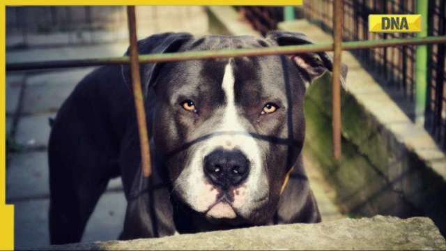 Pitbull attack in Haryana: Dog brutally attacks woman, 2 kids in Rewari; victim gets 50 stitches - Vimarsana News