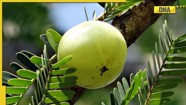 Add these 5 superfood food in your diet boost your immunity during winters - Vimarsana News