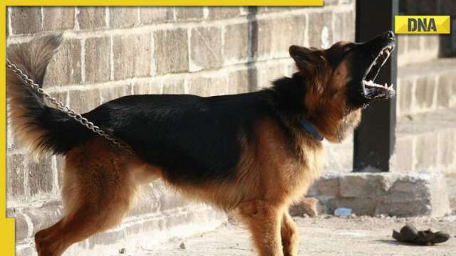 Maharashtra: Man shoots, kills neighbour's pet dog after canine barked at him in Beed - Vimarsana News