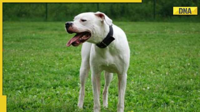 Gurugram: Woman attacked by Pitbull pet dog to get Rs 2 lakh compensation - Vimarsana News