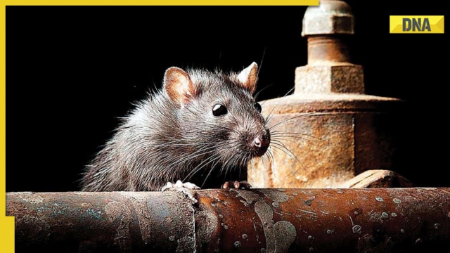 Mathura cops tell UP court: Rats ate marijuana worth Rs 60 lakh - Vimarsana News