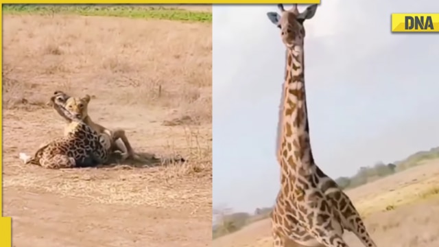 Viral video: Mama giraffe fights deadly battle with lioness to protect