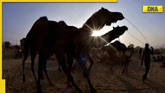 FIFA World Cup 2022: Fans in Qatar at risk of contracting Camel flu, know all about the respiratory disease - Vimarsana News