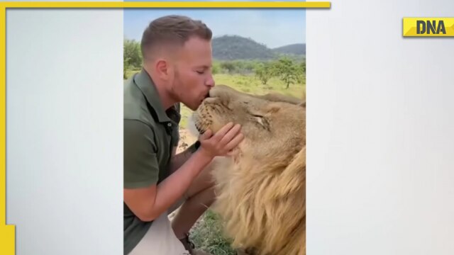 Man kisses massive lion, video goes viral with over 3 million views Man kisses massive lion, video goes viral with over 3 million views