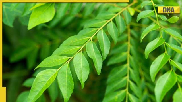 Curry leaf health benefits: Know 5 reasons why you should include 'curry patta' in your diet - Vimarsana News