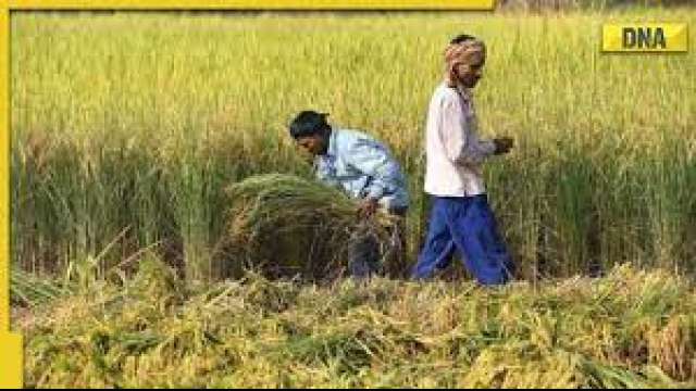 Chhattisgarh govt offers 150 kg of free rice to farmers, check how you can avail this benefit - Vimarsana News