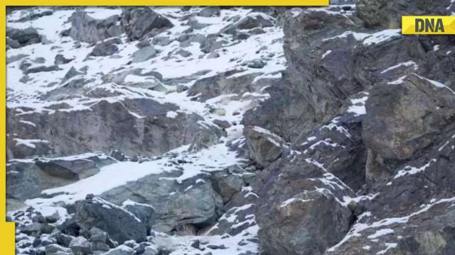 Optic Illusion: Can you spot the predator in the picture? - Vimarsana News