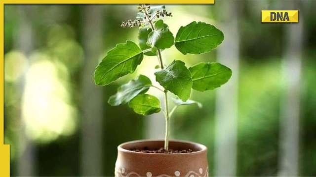 Tulsi Pujan Diwas 2022: Date, puja vidhi, muhurat and significance of the day - Vimarsana News