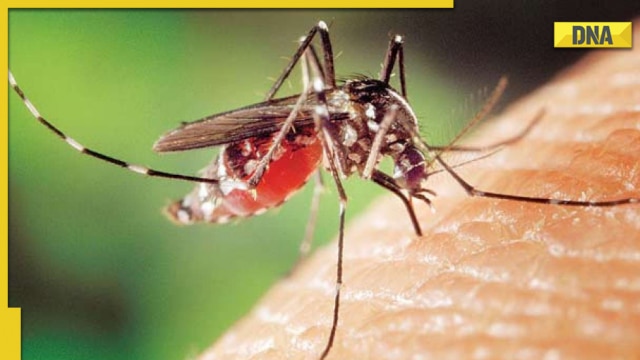 Urlauber Aufgepasst Aktuelle Dengue Lage In Italien 290725 - 58brlji