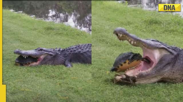 hungry-alligator-tries-to-eat-turtle-video-shows-what-happened-next