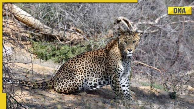 Greater Noida: Leopard seen again in Ajnara Le Garden, forest officials say could be...