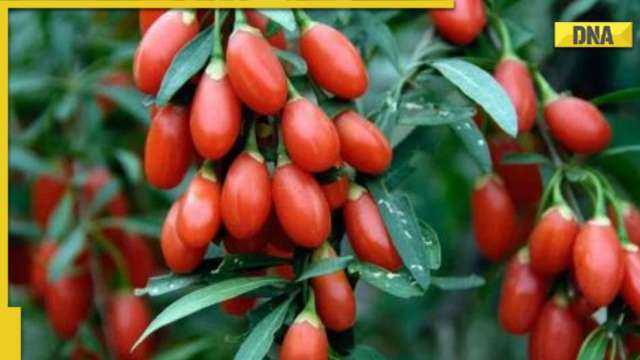 Discover amazing health benefits of Goji berries: Boost immune function, protect your eyes and more - Vimarsana News