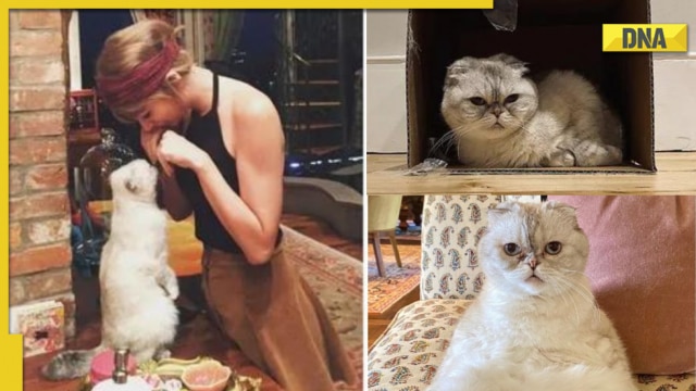 Meet Olivia Benson, Taylor Swift's cat which has a net worth of Rs 800 crore