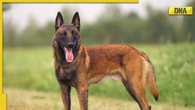 Smartest Dog Breed: Surprisingly Belgian Malinois considered most intelligent breed not Border Collie - Vimarsana News