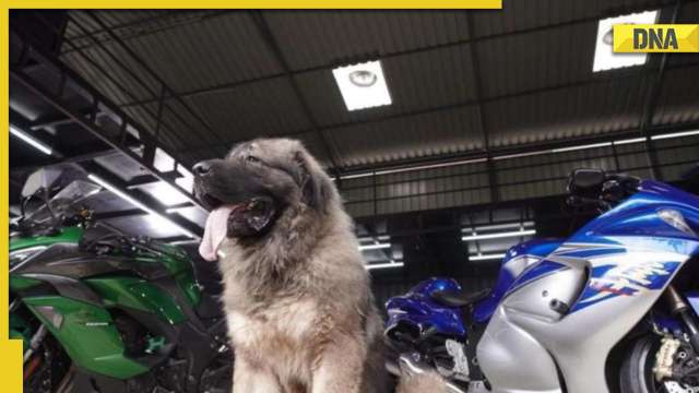 'Cadaboms Hayder,' Caucasian Shepherd becomes internet sensation: Know about his lifestyle, physical strength, diet here - Vimarsana News
