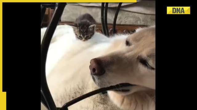 THIS viral video of tiny kitten climbing onto huge doggo will make your day, WATCH