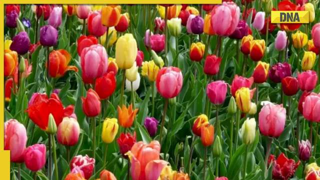 Optical illusion: Only 3% people can spot hidden butterfly in THIS pic - Vimarsana News