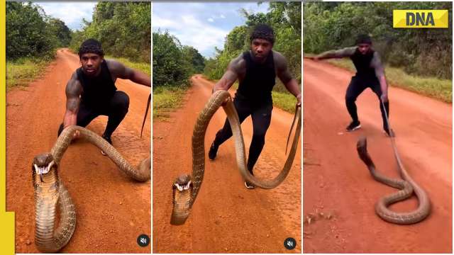 Angry King Cobra Charges At Man After He Tries To Lift It Up Jaw Dropping Video Goes Viral 5540