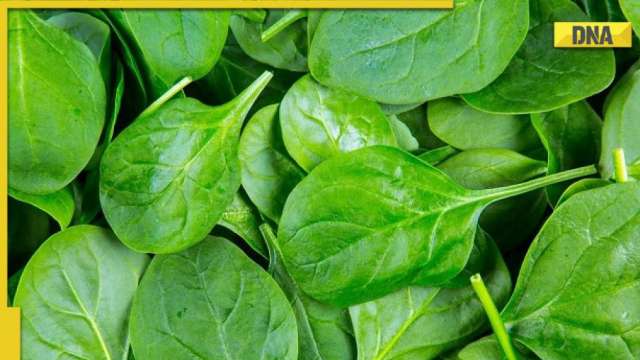 Unlock power of spinach: Discover surprising health benefits of this nutrient-packed superfood - Vimarsana News