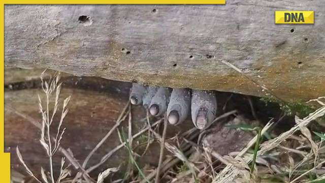 Viral: IFS officer shares strange pic of fungus, netizens call it 'chudail ke pair' - Vimarsana News