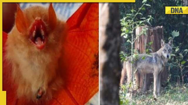 Chhattisgarh: Rare 'Orange bat', endangered Indian Wolf sighted in forest area of Bastar district - Vimarsana News