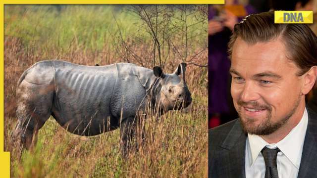 Leonardo DiCaprio lauds Assam government on Instagram: 'They met their...' - Vimarsana News