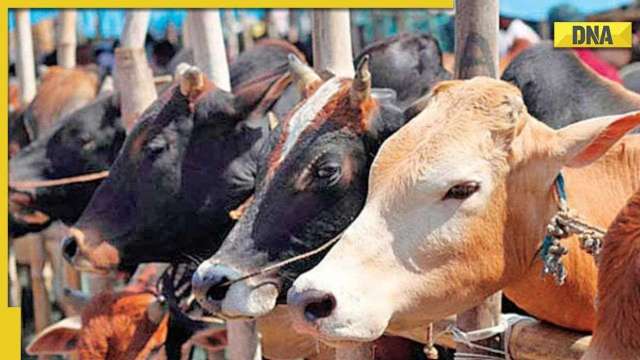 DNA Special: All you need to know about Cow Hug Day - Vimarsana News