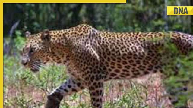 Ghaziabad: Fear grips court complex amid rumours of leopard sighting, lawyers abstain from work - Vimarsana News