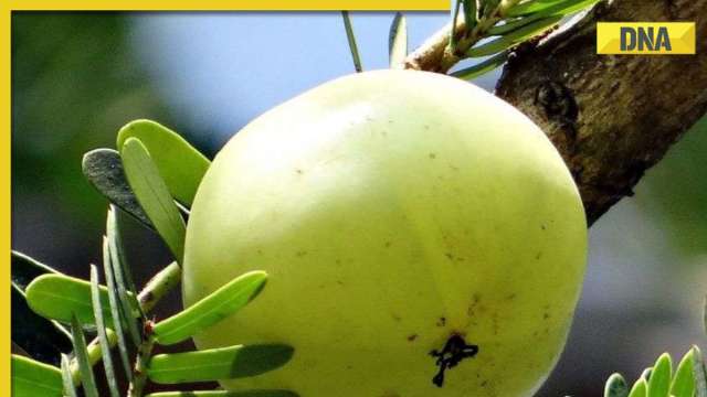 Amla: Here's why certain groups of people should be cautious about eating Indian gooseberry - Vimarsana News