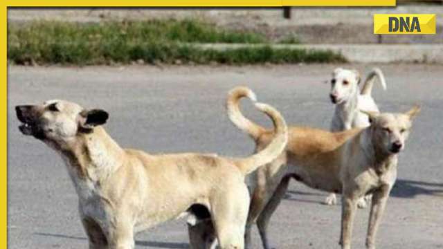 Delhi Horror! Man caught raping stray dog on camera, police not filing FIR; Here's why Delhi Horror! Man caught raping stray dog on camera, police not filing FIR; Here's why