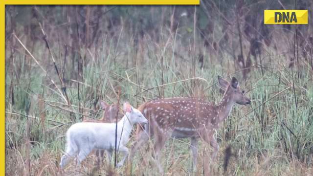 Rare white deer spotted in UP's wildlife sanctuary, netizens react to IFS officer's viral post - Vimarsana News