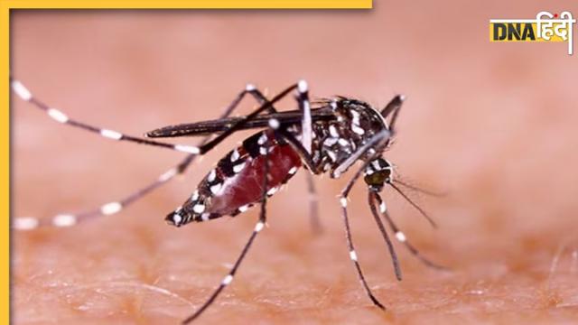 Home Remedies For Mosquitoes