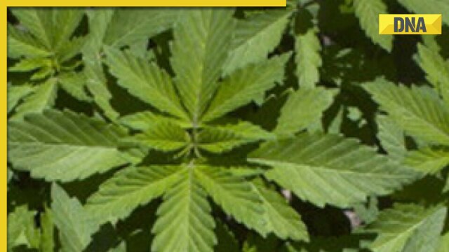 Is it legal to smoke, grow weed in India? Know marijuana laws under Narcotics Act in India - Vimarsana News