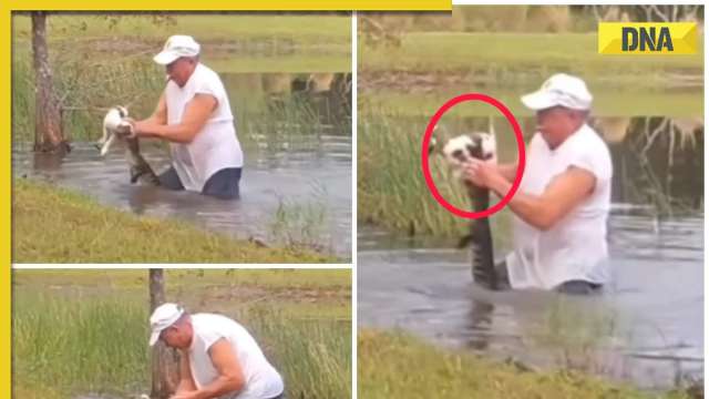 Brave man saves puppy's life from alligator in viral video, netizens ...