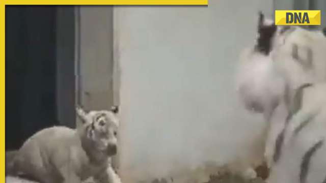 Adorable white tiger cub bare its fangs as mum takes a well-deserved rest -  World News - Mirror Online