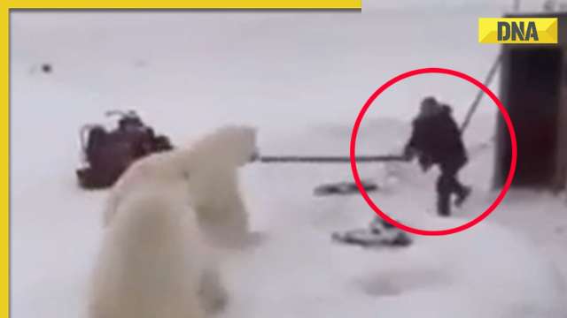 Viral video: Brave man with sticks fights off two polar bears, netizens ...
