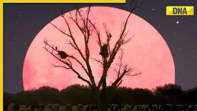 What is 'Pink Moon'? Know interesting facts about April's spring moon, when and where to watch - Vimarsana News