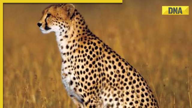 Male cheetah Uday dies at MP's Kuno National Park, second death in a month - Vimarsana News