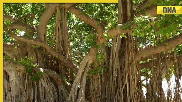 Howrah's banyan tree is no longer oldest, scientists find 500-year-old tree in UP's Bulandshahr - Vimarsana News