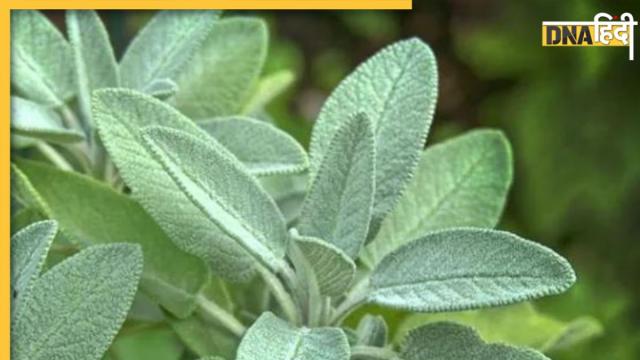 Health Benefits Of Sage Leaves