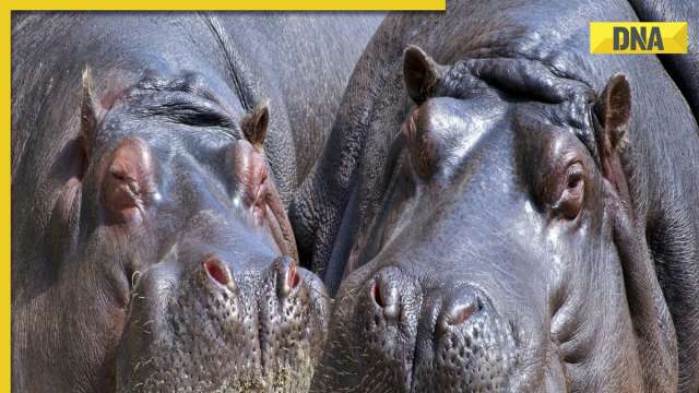 DNA Explainer: How Pablo Escobar's 'Cocaine Hippos' became major threat in Columbia