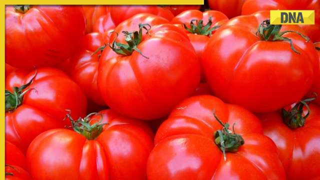 DNA Special: How soaring tomato prices burden common people - Vimarsana News