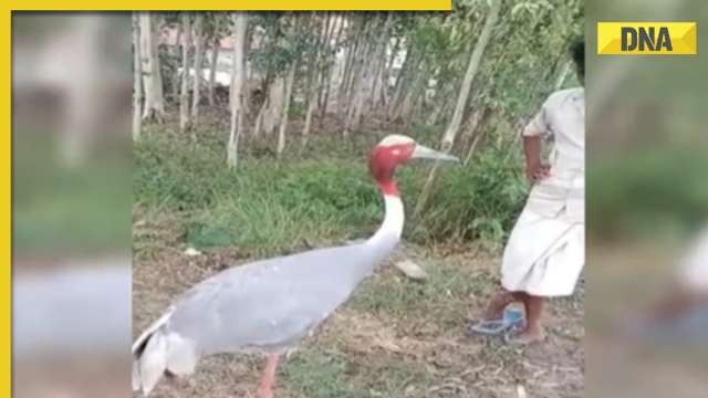 UP: Unforgettable friendship tale of Arif-Sarus crane resurfaces in Azamgarh, details inside - Vimarsana News