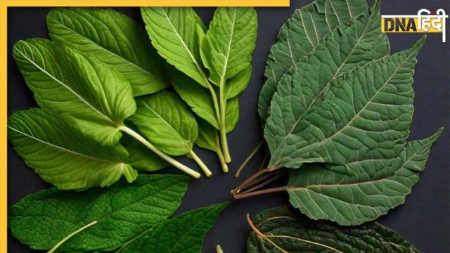 Ayurvedic Leaves For BP